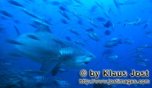 Bull Shark/Carcharhinus leucas        Fast-swimming bull shark        Together with the Tiger Shark 