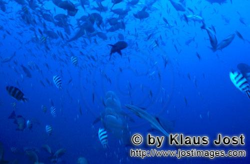 Bull Shark/Carcharhinus leucas        Bullen sharks rise vertically upwards        Together with the