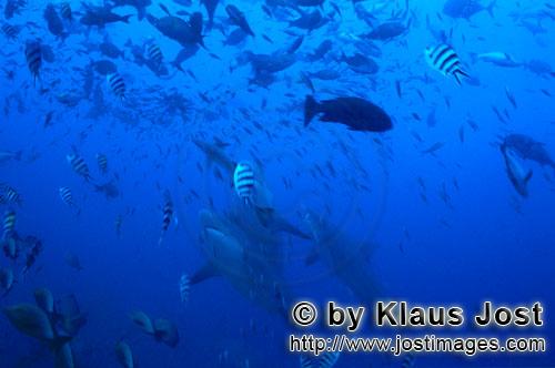 Bull Shark/Carcharhinus leucas        Bull sharks with course upwards         Together with the Tige