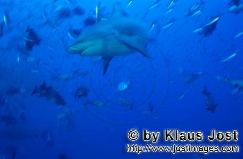 Bullenhai/Bull Shark/Carcharhinus leucas        Bull shark in the blue waters of the South Pacific</