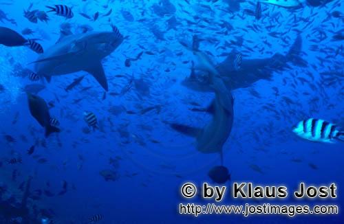 Bullenhai/Bull Shark/Carcharhinus leucas    Bullenhaie inmitten von Rifffischen  Bull Sharks    Der Stie