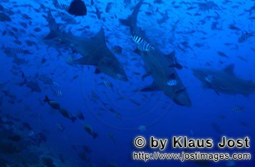 Bullenhai/Bull Shark/Carcharhinus leucas    Bullenhaie in Fischansammlung  Bull Sharks    Der Stierhai o