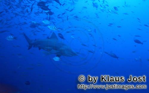 Bullenhai/Bull Shark/Carcharhinus leucas    Bullenhai kurz vor dem Riff  Bull Shark    Der Stierhai oder