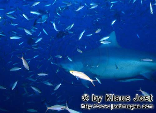 Bull Shark/Carcharhinus leucas        Bull Shark in a wall of fishes         Together with the Tiger