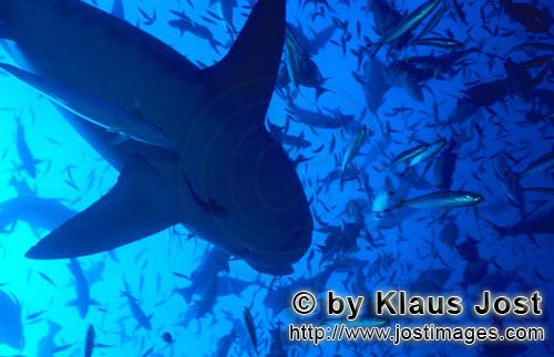 Bullenhai/Bull Shark/Carcharhinus leucas        Bull Shark silhouette        