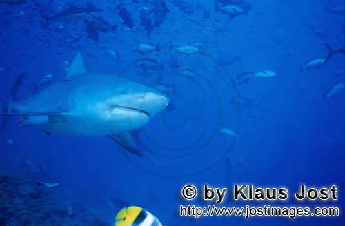 Bullenhai/Bull Shark/Carcharhinus leucas        Bull shark comes closer        Together with the Tig