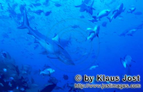 Bullenhai/Bull Shark/Carcharhinus leucas        Bull shark (Carcharhinus leucas)        Together wit