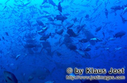 Bullenhai/Bull Shark/Carcharhinus leucas    Bullenhaie in Fischkonzentration  Bull Sharks    Der Stierha
