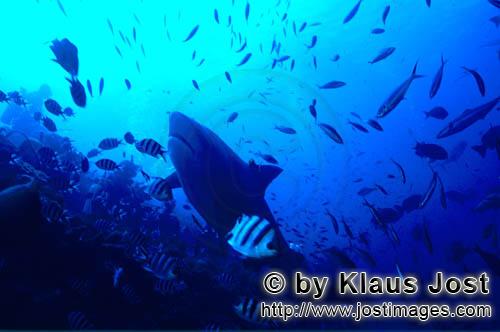 Bullenhai/Bull Shark/Carcharhinus leucas        Bull Shark (Carcharhinus leucas)	        