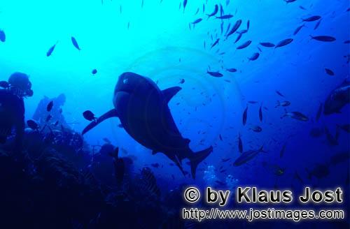Bullenhai/Bull Shark/Carcharhinus leucas        Bull Shark and diver        Together with the Tiger 