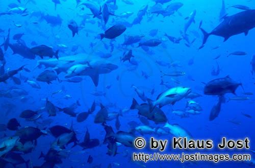 Bullenhai/Bull Shark/Carcharhinus leucas    Bullenhai inmitten einer Fischkonzentration  Bull Shark    D
