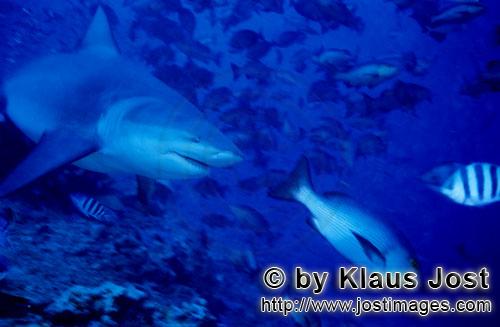 Bull Shark/Carcharhinus leucas        Bull shark looking for prey        Together with the Tiger Sha