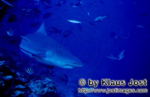Bull Shark/Carcharhinus leucas        Bull Shark towards the open sea        Together with the Tiger