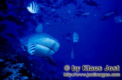 Bull Shark/Carcharhinus leucas        Bull shark comes closer        Together with the Tiger Shark a