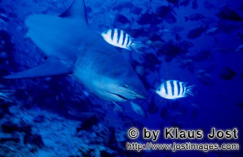 Bull Shark/Carcharhinus leucas        Bull Shark on the reef        Together with the Tiger Shark an