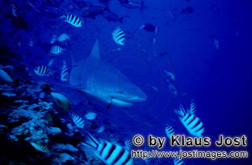 Bullenhai/Bull Shark/Carcharhinus leucas        Bull Shark        Together with the Tiger Shark and 