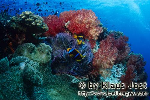 Weichkoralle/soft coral/Dendronephthya sp        Soft corals            
