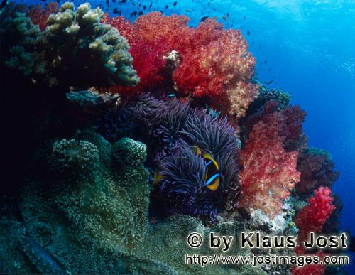 Weichkoralle/soft coral/Dendronephthya sp        Soft corals        