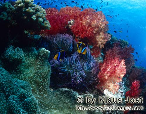 Weichkoralle/soft coral/Dendronephthya sp        Soft coral (Dendronephthya sp)                