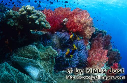 Weichkoralle/soft coral/Dendronephthya sp        Soft coral (Dendronephthya sp)            