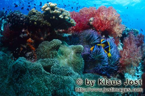 Weichkoralle/soft coral/Dendronephthya sp        soft coral    