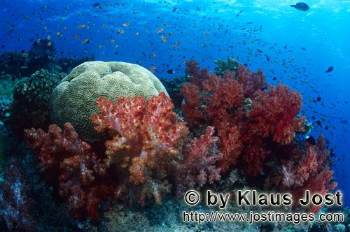 Weichkoralle/soft coral/Dendronephthya sp        Soft corals            