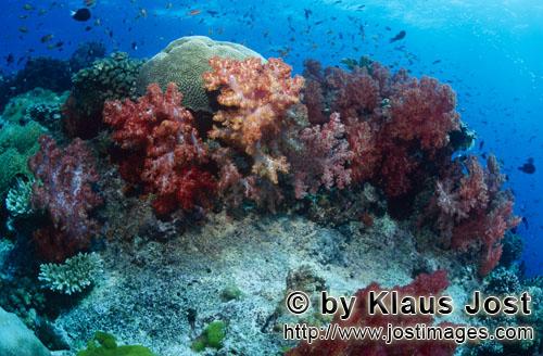 Weichkoralle/soft coral/Dendronephthya sp            soft coral        