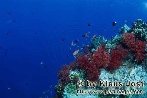 Weichkoralle/soft coral/Dendronephthya sp        Soft coral        