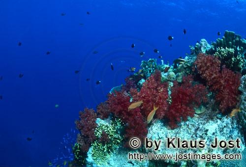 Weichkoralle/soft coral/Dendronephthya sp        soft corals            