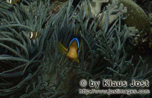 Orangeflossen-Anemonenfisch/Orange-Fin Anemonefish/Amphiprion chrysopterus        Orange-Fin Anemone