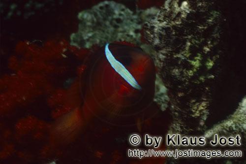 Schwarzflossen-Anemonenfisch/Dusky Anemonefish/Red and Black Anemonefish-Variation/Amphiprion melan