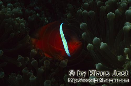 Schwarzflossen-Anemonenfisch/Dusky Anemonefish/Red and Black Anemonefish-Variation/Amphiprion melan