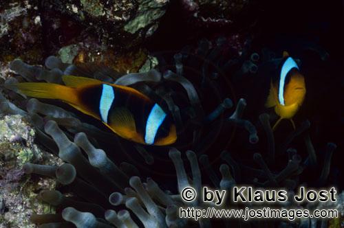 Rotmeer-Anemonenfisch/Red Sea anemonefish/Amphiprion bicinctus        Rotmeer-Anemonenfisch    Red Sea an