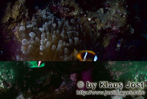 Rotmeer-Anemonenfisch/Red Sea anemonefish/Amphiprion bicinctus        Rotmeer-Anemonenfisch    Red Sea an