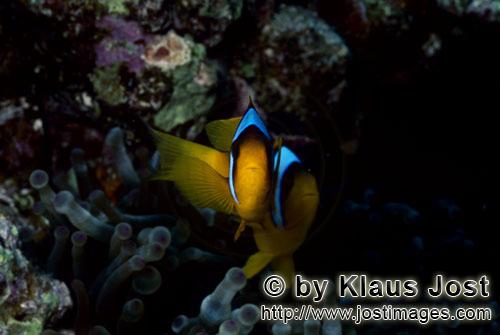 Rotmeer-Anemonenfisch/Red Sea anemonefish/Amphiprion bicinctus        Rotmeer-Anemonenfische    Red Sea a