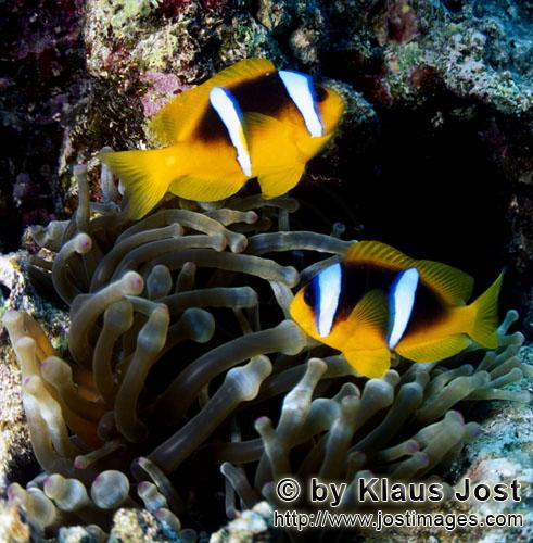 Rotmeer-Anemonenfisch/Red Sea anemonefish/Amphiprion bicinctus        Red Sea anemonefish        Der Rotmee