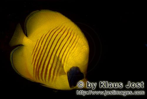 Masken-Falterfisch/Masked butterflyfish/Chaetodon semilaryatus        Maskenfalterfisch    Masked butterf