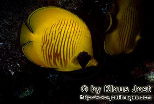Masken-Falterfisch/Masked butterflyfish/Chaetodon semilaryatus        Maskenfalterfisch    Masked butterf