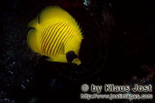 Masken-Falterfisch/Masked butterflyfish/Chaetodon semilaryatus        Masken-Falterfisch    Masked butter