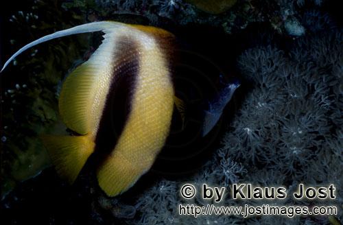 Rotmeer-Wimpelfisch/Red sea bannerfish/Heniochus intermedius        Der Rotmeer-Wimpelfisch ist eine A