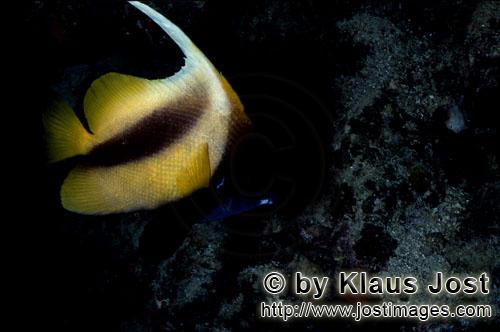 Rotmeer-Wimpelfisch/Red sea bannerfish/Heniochus intermedius        Der Rotmeer-Wimpelfisch ist eine A