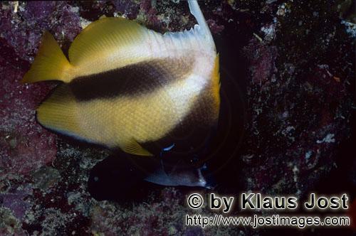 Rotmeer-Wimpelfisch/Red sea bannerfish/Heniochus intermedius        Rotmeer Wimpelfisch    Red sea banner