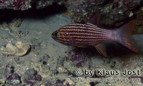 Tiger-Kardinalfisch/Large toothed cardinalfish/Cheilodipterus macrodon        Large toothed cardinal