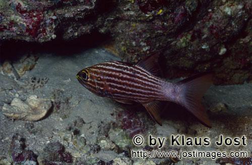 Tiger-Kardinalfisch/Large toothed cardinalfish/Cheilodipterus macrodon        Large toothed cardinal