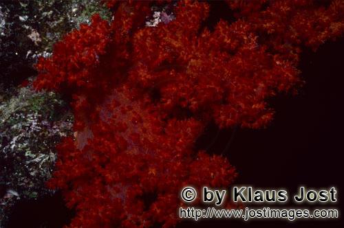 Weichkoralle/soft coral/Dendronephthya sp        soft coral            