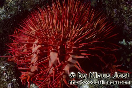 Dornenkrone/Crown of thorn starfish/Acanthaster planci        crown-of-thorns starfish acanthaster p