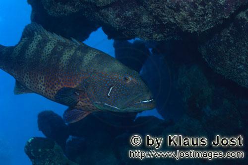 Rotmeer-Forellenbarsch/Red Sea coralcod/Plectropomus p. marisrubri        Rotmeer-Forellenbarsch    Red S