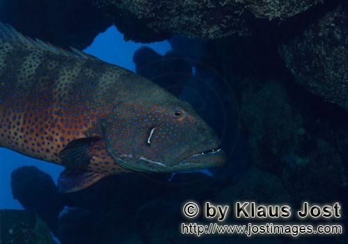 Rotmeer-Forellenbarsch/Red Sea coralcod/Plectropomus p. marisrubri        Red Sea coralcod        Der Rotme