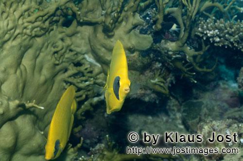 Masken-Falterfisch/Masked butterflyfish/Chaetodon semilaryatus        Masken-Falterfische vor Feuerkora
