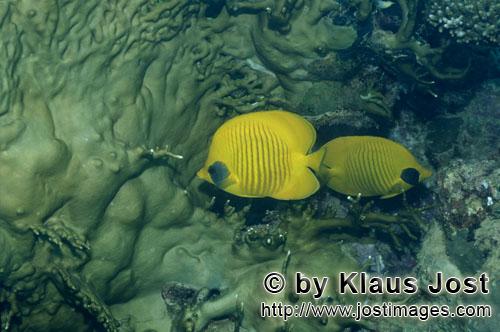 Masken-Falterfisch/Masked butterflyfish/Chaetodon semilaryatus        Maskenfalterfische    Masked butter